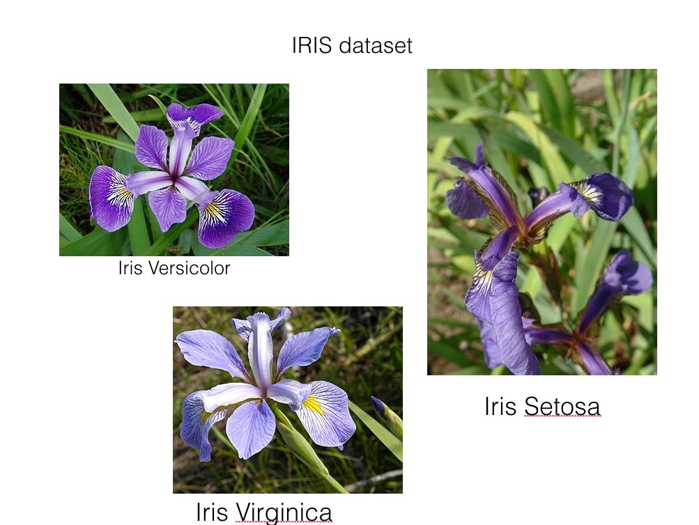 Iris 数据集